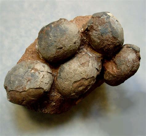 Do you sell dinosaur eggs? - FossilEra.com