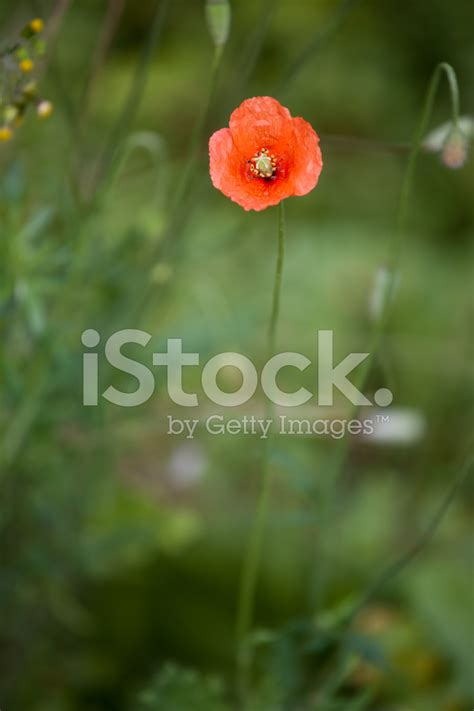 Wild Poppy Flower Stock Photo | Royalty-Free | FreeImages