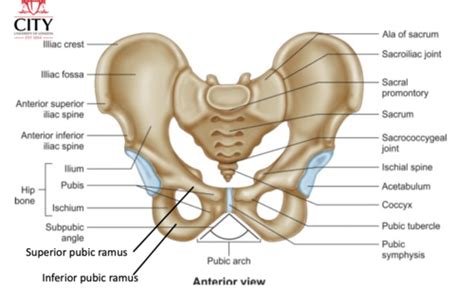 THE PELVIS Flashcards Quizlet