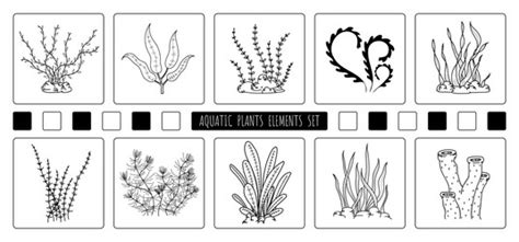 Aquatic Plants Drawing