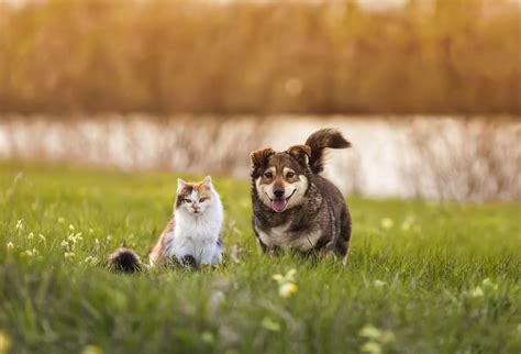 Las 5 mascotas más fáciles de cuidar para tener en casa