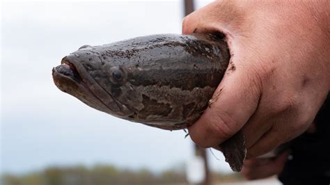 Invasive Northern Snakeheads Are Spreading in the Midwest | Outdoor Life