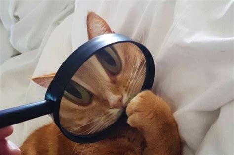 Создать мем "приключение кота детектива, кот детектив книга, детектив с ...
