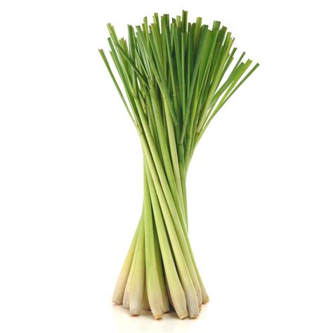 Lemongrass Seeds (Cymbopogon citratus) - Price €1.55