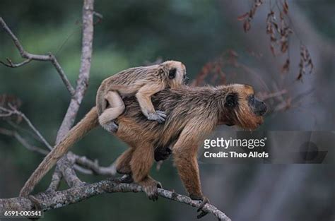 86 Baby Howler Monkey Stock Photos, High-Res Pictures, and Images - Getty Images