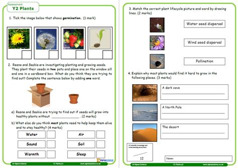 Plants Worksheet For Grade 2 Science Year 2 Plants Worksheet Zaiden Shelton