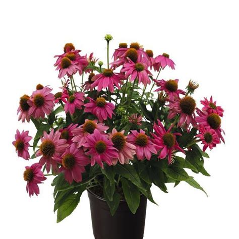 Echinacea Pollynation Pink Shades Apex