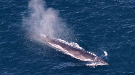 Sperm whales have a surprisingly deep—and useful—culture