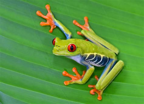 Descubre Las Fascinantes Curiosidades De La Rana Verde De Ojos Rojos