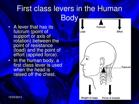 Ppt Levers In The Human Body Powerpoint Presentation Free Download Id 419935