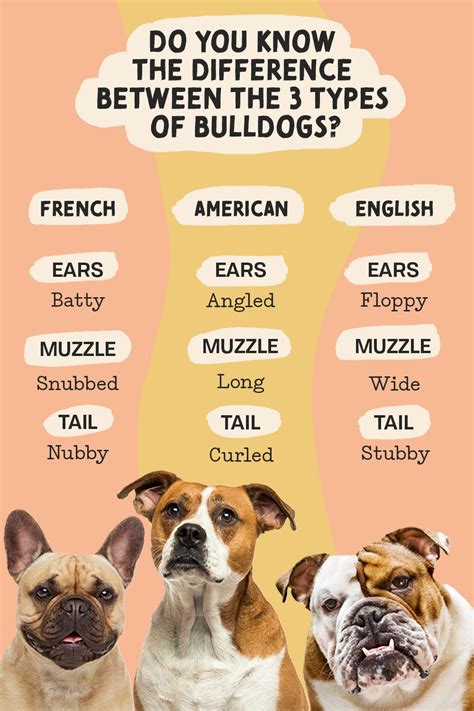 How Well Do You Know These Different Types Of Bulldogs Bulldog