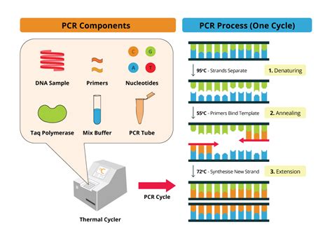 Method And Application Of Pcr In Molecular Biology Jhotpotinfo