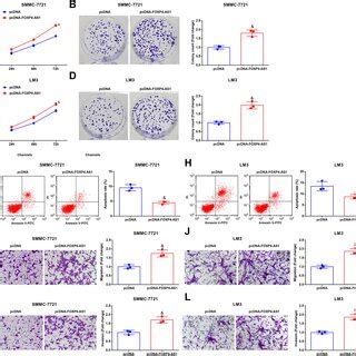 Restoring FOXP4 AS1 Promotes Development Of HCC Cells A C The Growth