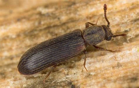 How To Identify And Get Rid Of Wood Boring Beetles In Your Albany Home