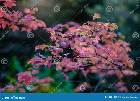 Naked Autumn Trees With Few Red Leaves Stock Image Image Of Green Fall