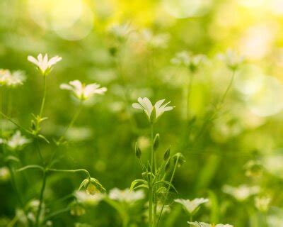 Bild Wilde Lupinen als Natur nach Maß myredro de