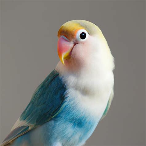 Opaline Lovebirds A Guide To Caring For These Beautiful Avian Companions