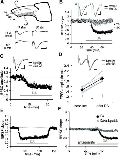 Inhibition of TA-CA1 pyramidal excitatory synaptic transmission by DA ... 