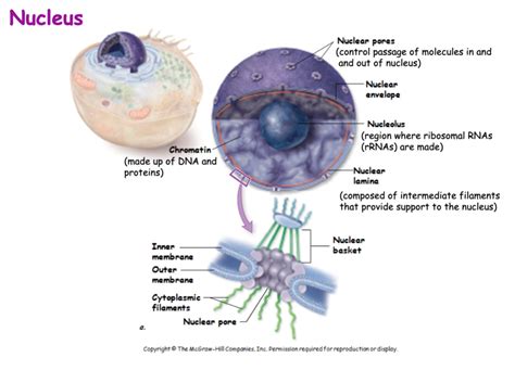 Nucleus Diagram Quizlet