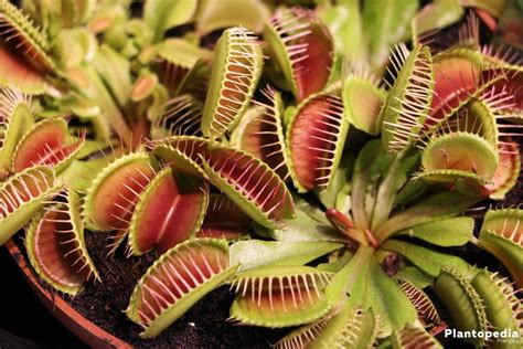 Les Plantes Carnivores Expose Mon Blog Jardinage