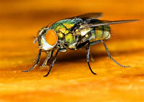 The Common Fly close-up 2 Free Photo Download | FreeImages