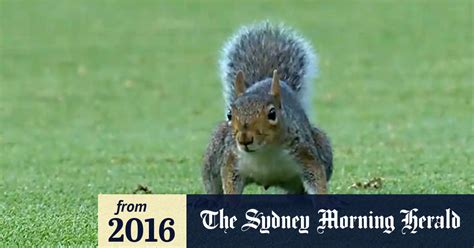 Video Cricket Squirrel