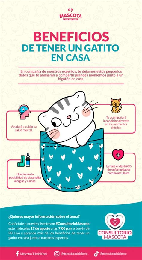 Beneficios De Tener Un Gatito En Casa Mascota Club Del Per