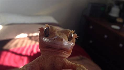 Cute Crested Gecko Named Wonka Youtube