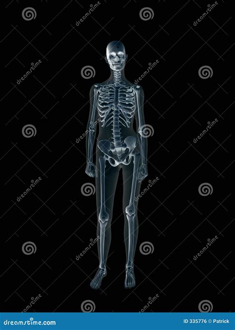 Xray X Ray Of The Human Female Body Stock Illustration Illustration