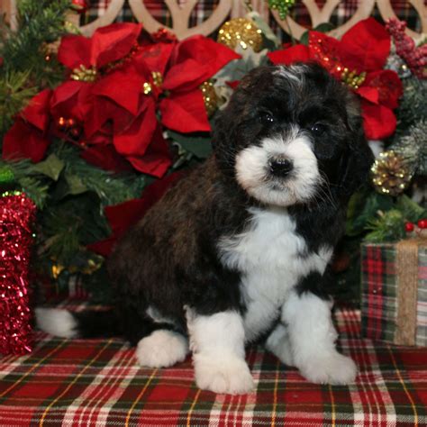 Standard Sheepadoodle Puppies for Sale