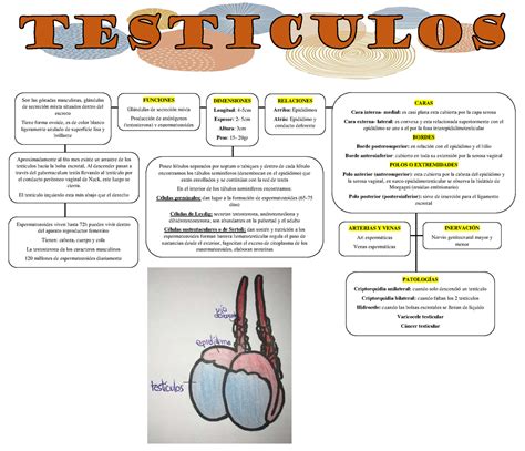 Testiculos Mapa Conceptual Son Las Gónadas Masculinas Glándulas De Secreción Mixta Situados