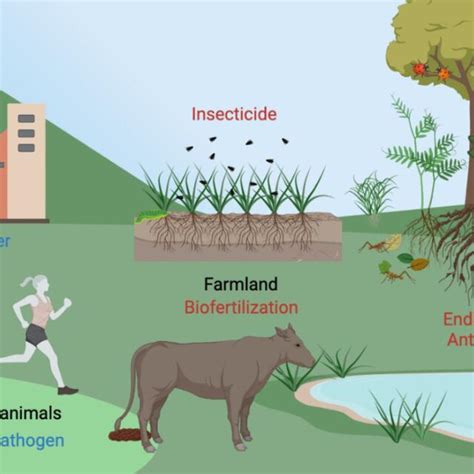 Geographic location of Bacillus species associated food fermentation ...