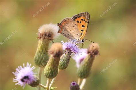 Peque A O N Mariposa De Cobre Lycaena Phlaeas Primer Plano