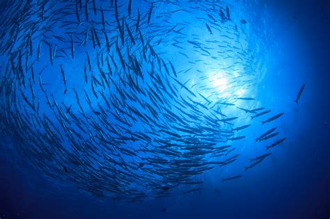 Giornata Mondiale Degli Oceani Nasce Oggi La Venice Declaration For