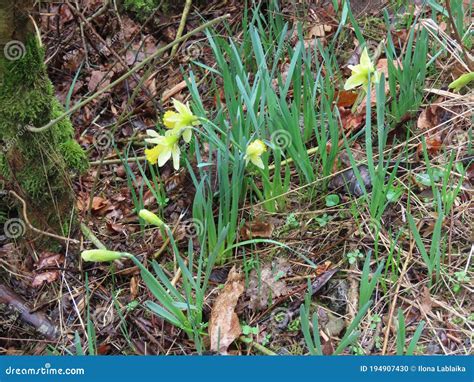 Wild Daffodils In Wood Stock Photo Image Of David Saint 194907430