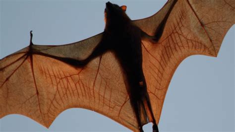 Little Red Flying Fox Wildlife Preservation Society Of Queensland