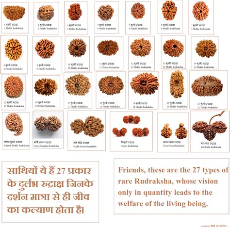 Types Of Rudraksha Name Of 27 Type Of Rudraksha Image Of Rudraksha