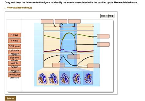 Drag And Drop The Labels Onto The Figure To Identify The Events