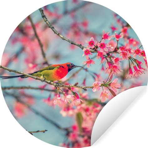 Wallcircle Muurstickers Behangcirkel Vogel Sakura Kleuren