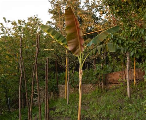 Premium Photo Banana Tree In The Garden With Red Leaves Behind