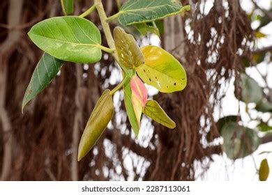 419 Ripe Banyan Tree Fruit Images, Stock Photos & Vectors | Shutterstock