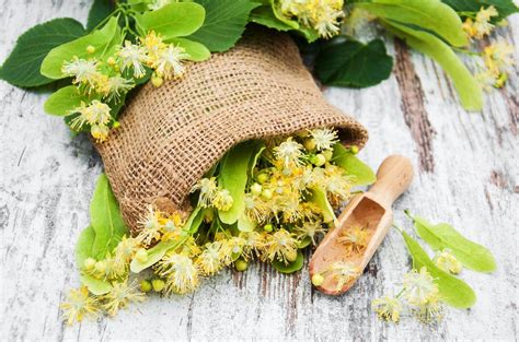 Linden flowers on the table 5938100 Stock Photo at Vecteezy