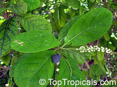 Bucida buceras, Florida Black Olive Tree, Oxhorn Bucida, Gregory Wood ...