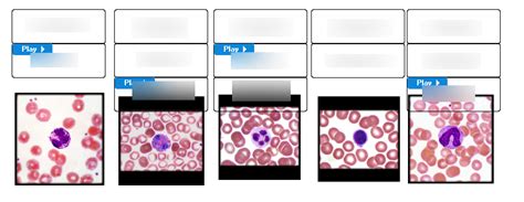 Categorizing White Blood Cells Diagram Quizlet