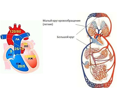 Эхокардиография. Исследование сердца - презентация онлайн