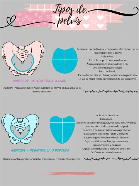 Tipos De Pelvis Anatom A I Femenino Normal Caracter Sticas Ideales