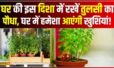 Tulsi Vastu Tips क्या आप जानते हैं तुलसी के पौधे को कहां लगाना शुभ होता है जानें सही नियम