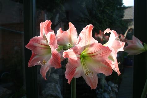 Amaryllis Flickr