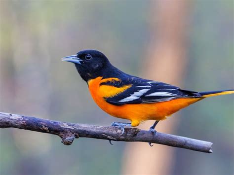 Orange And Black Bird List With 18 Birds With Photos Id Info Atelier Yuwaciaojp