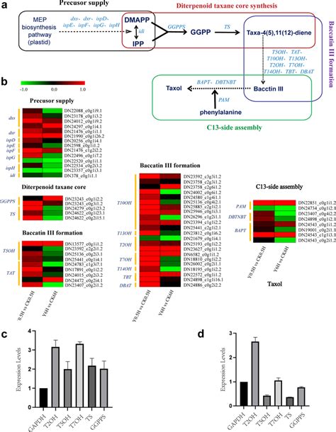 Differential expression of the taxol biosynthesis-related unigenes. a ...